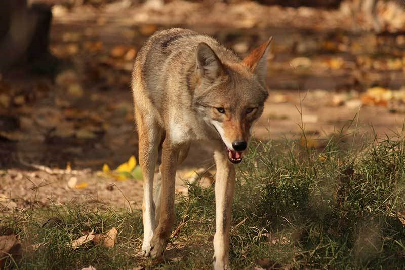 coyote coyote