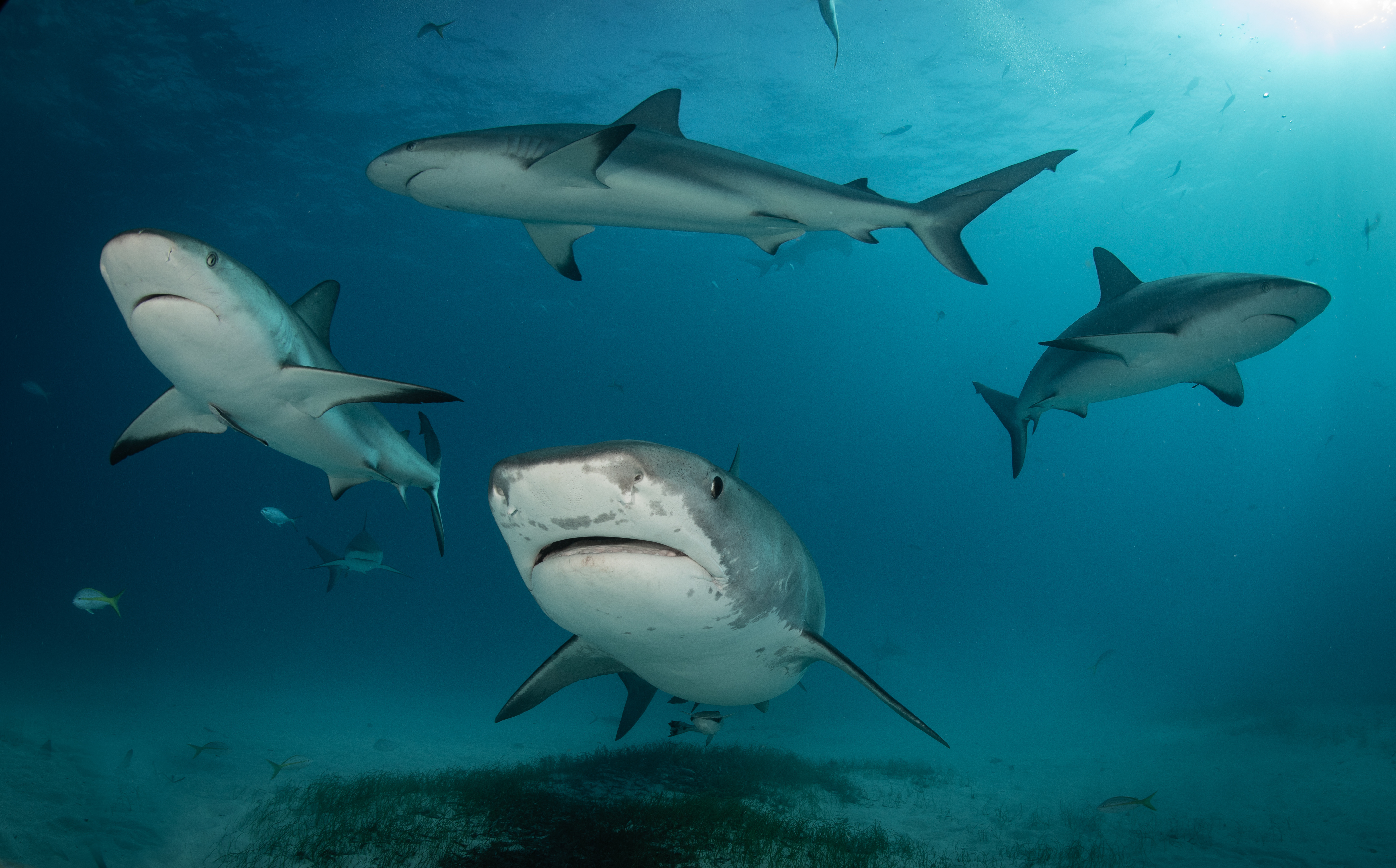 Sharks