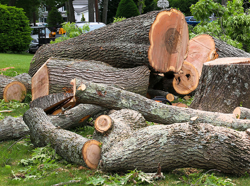 Landscaping Tree Removal Landscaping Tree Removal