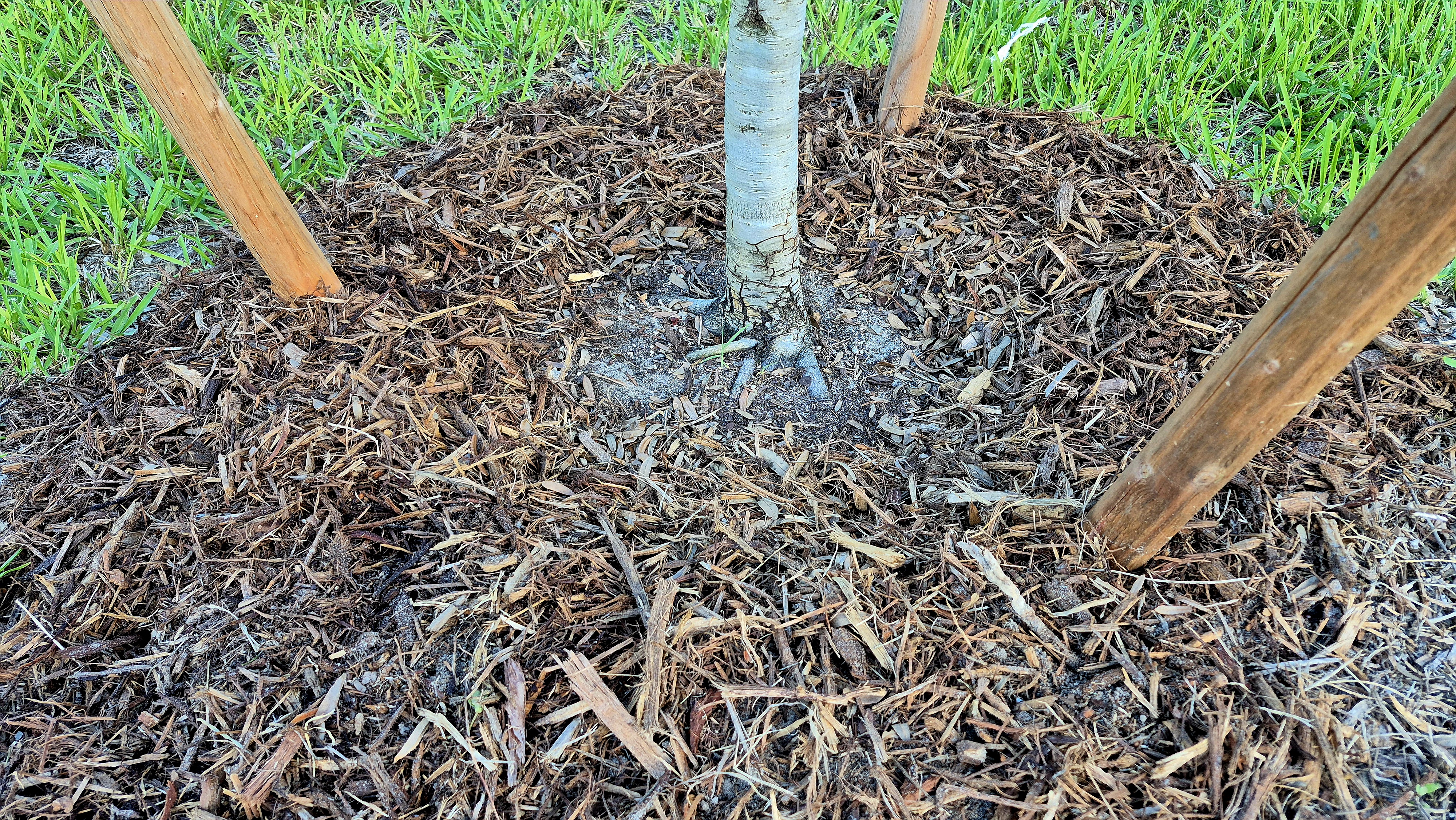 Mulch Trunk Flare Mulch Trunk Flare